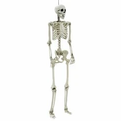 Life Size Poseable Skeleton Halloween Decoration Party Prop 152cm -Halloween Costumes Store XS7424 1 opt