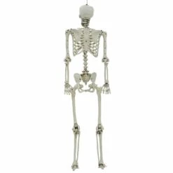 Life Size Poseable Skeleton Halloween Decoration Party Prop 152cm -Halloween Costumes Store XS7424 3 opt